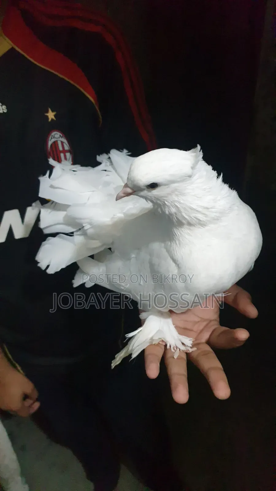 3 Healthy & Active Pigeons for Sale (Lokkha & Bombay)