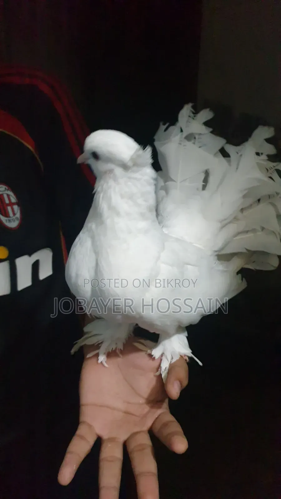 3 Healthy & Active Pigeons for Sale (Lokkha & Bombay)