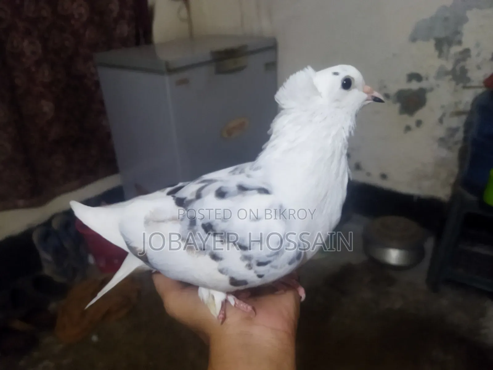 3 Healthy & Active Pigeons for Sale (Lokkha & Bombay)
