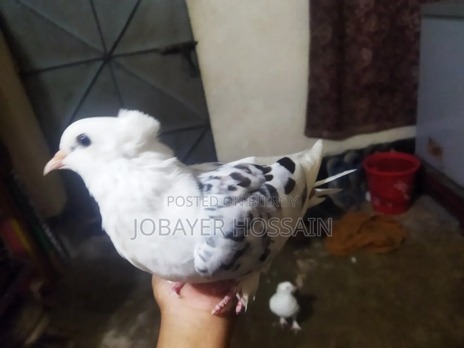 3 Healthy & Active Pigeons for Sale (Lokkha & Bombay)