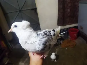 3 Healthy & Active Pigeons for Sale (Lokkha & Bombay)