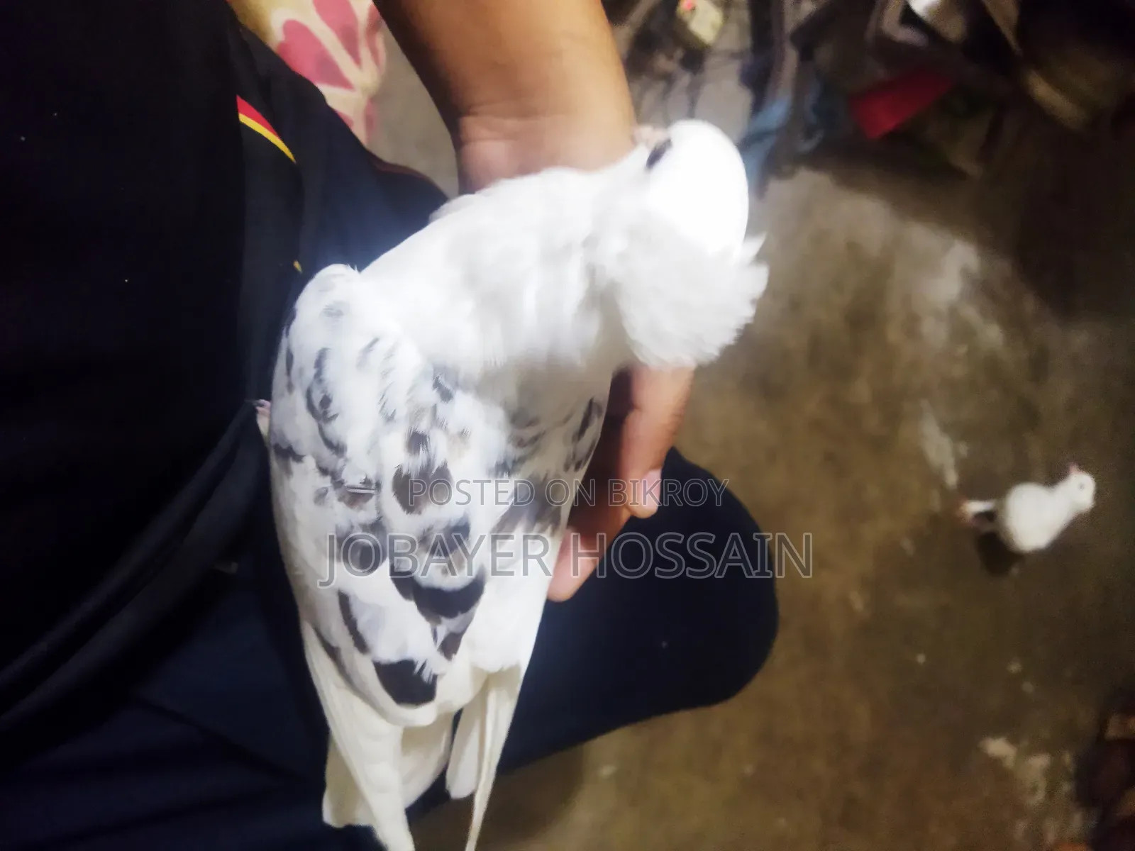3 Healthy & Active Pigeons for Sale (Lokkha & Bombay)