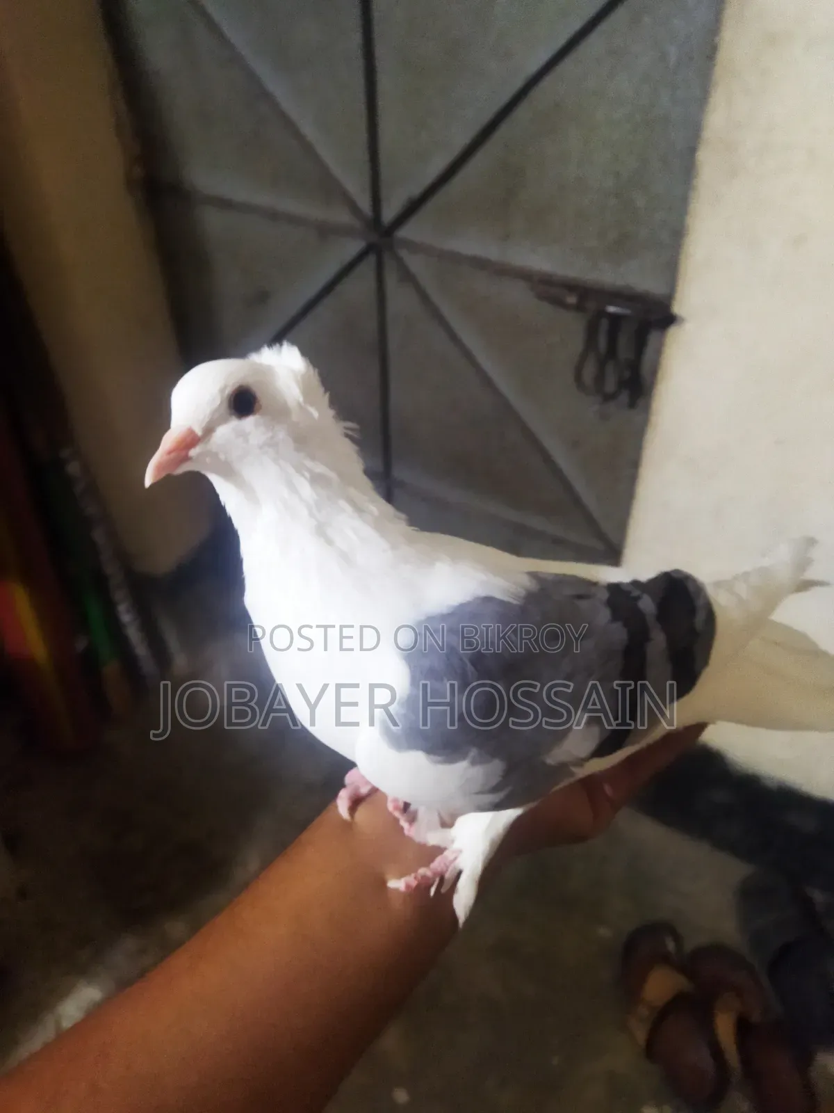 3 Healthy & Active Pigeons for Sale (Lokkha & Bombay)