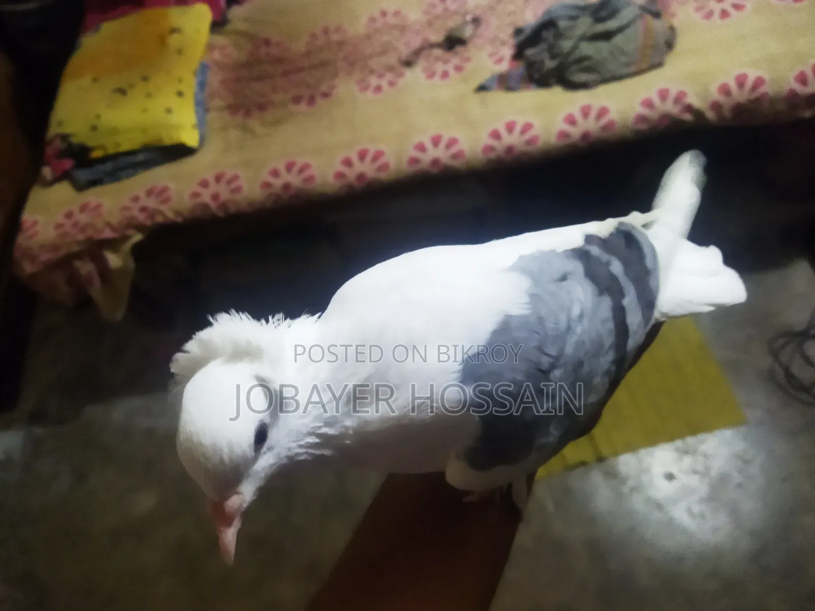 3 Healthy & Active Pigeons for Sale (Lokkha & Bombay)