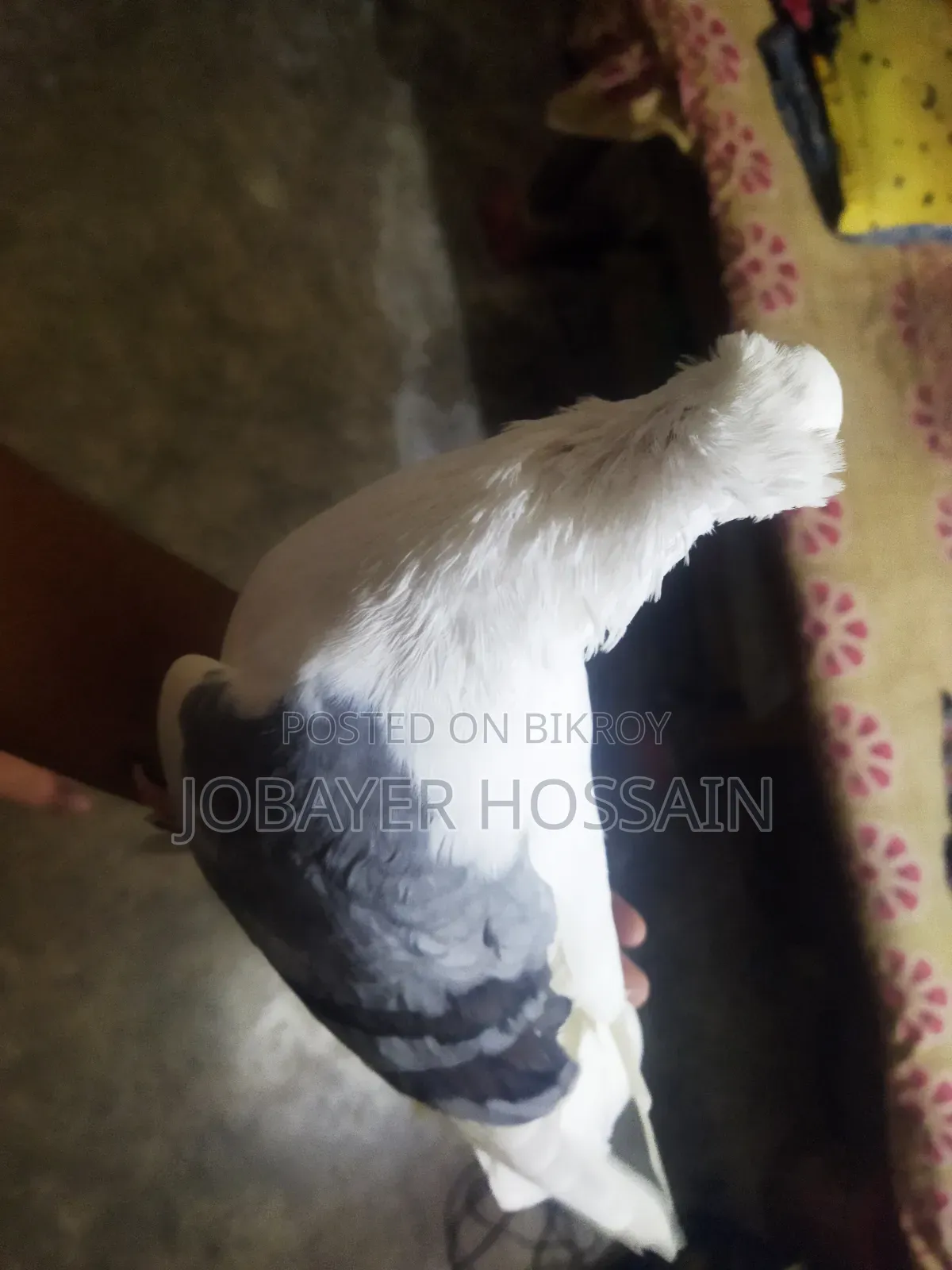 3 Healthy & Active Pigeons for Sale (Lokkha & Bombay)