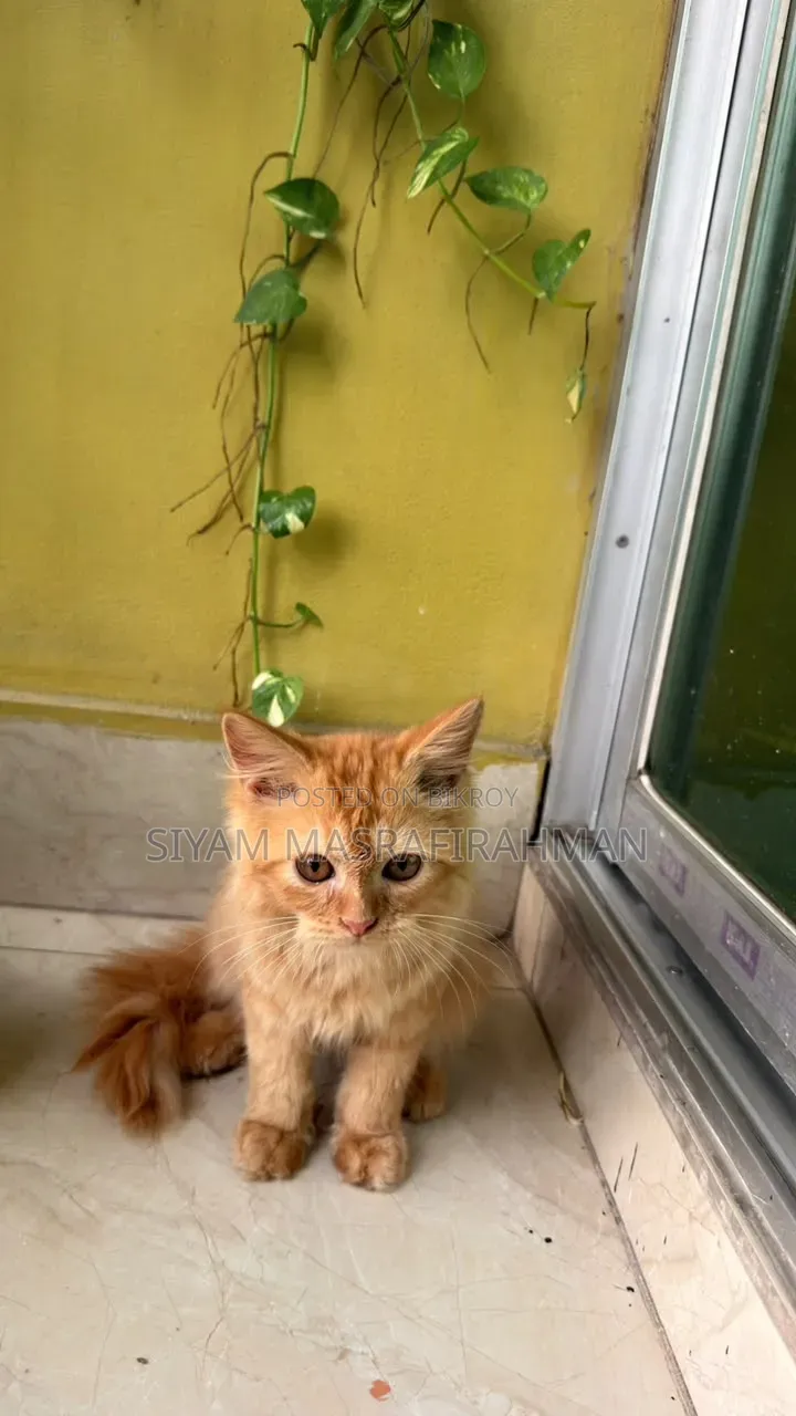 ১-৩ মাসের পুরুষ খাঁটি পার্সিভিয়ান