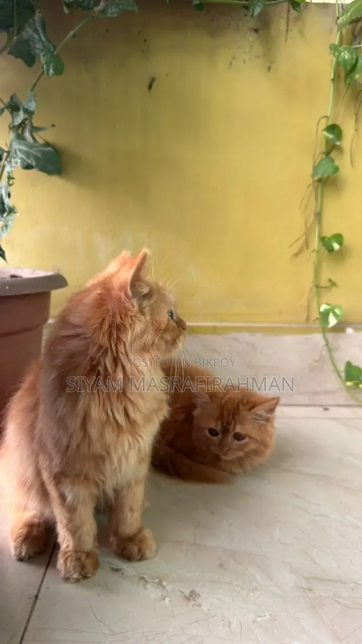 ১-৩ মাসের পুরুষ খাঁটি পার্সিভিয়ান