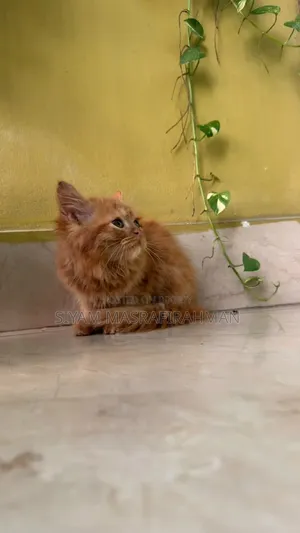১-৩ মাসের পুরুষ খাঁটি পার্সিভিয়ান