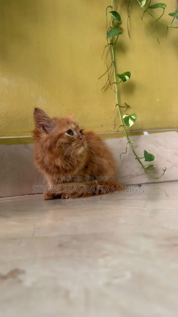 ১-৩ মাসের পুরুষ খাঁটি পার্সিভিয়ান