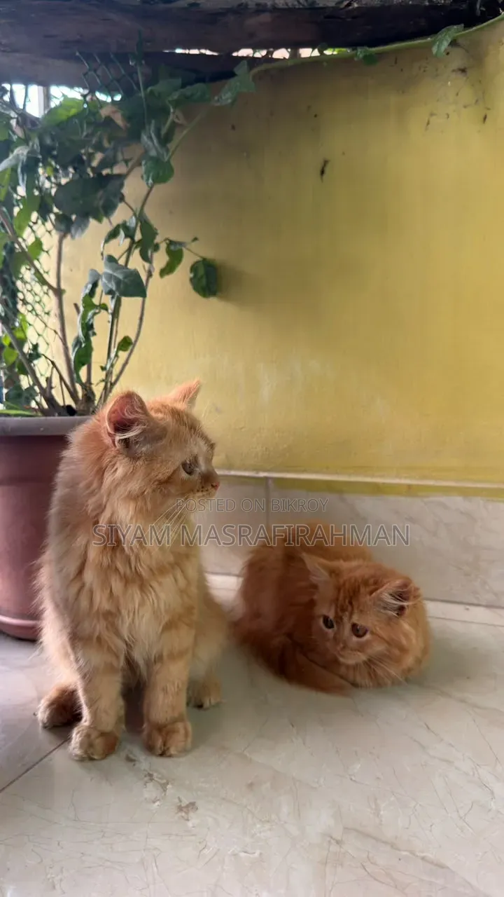 ১-৩ মাসের পুরুষ খাঁটি পার্সিভিয়ান