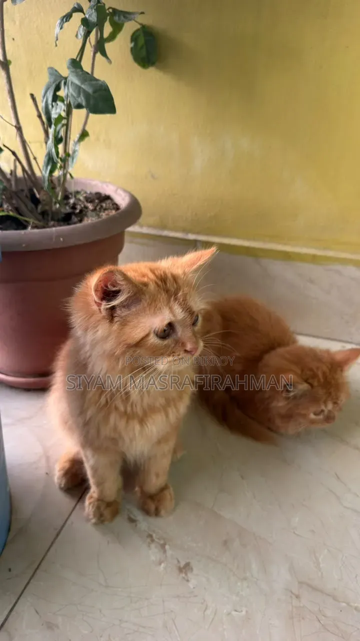 ১-৩ মাসের পুরুষ খাঁটি পার্সিভিয়ান