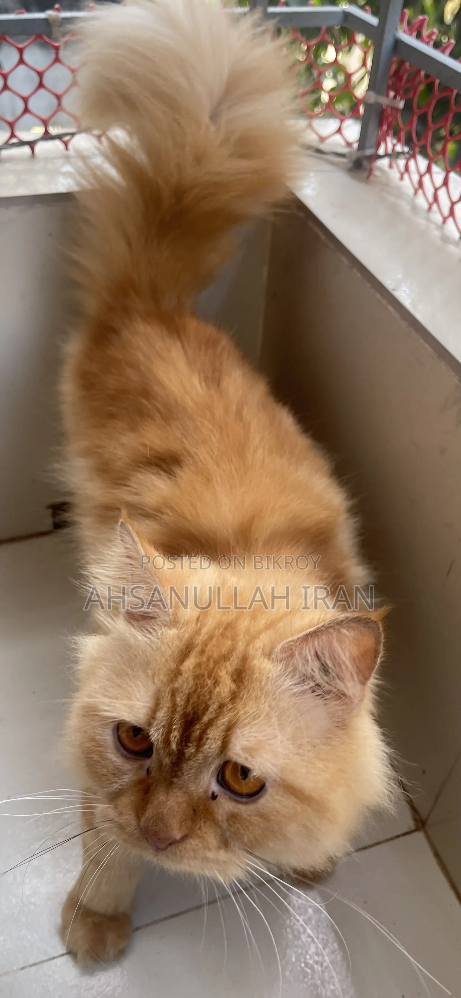 1+ year Male Purebred Persian