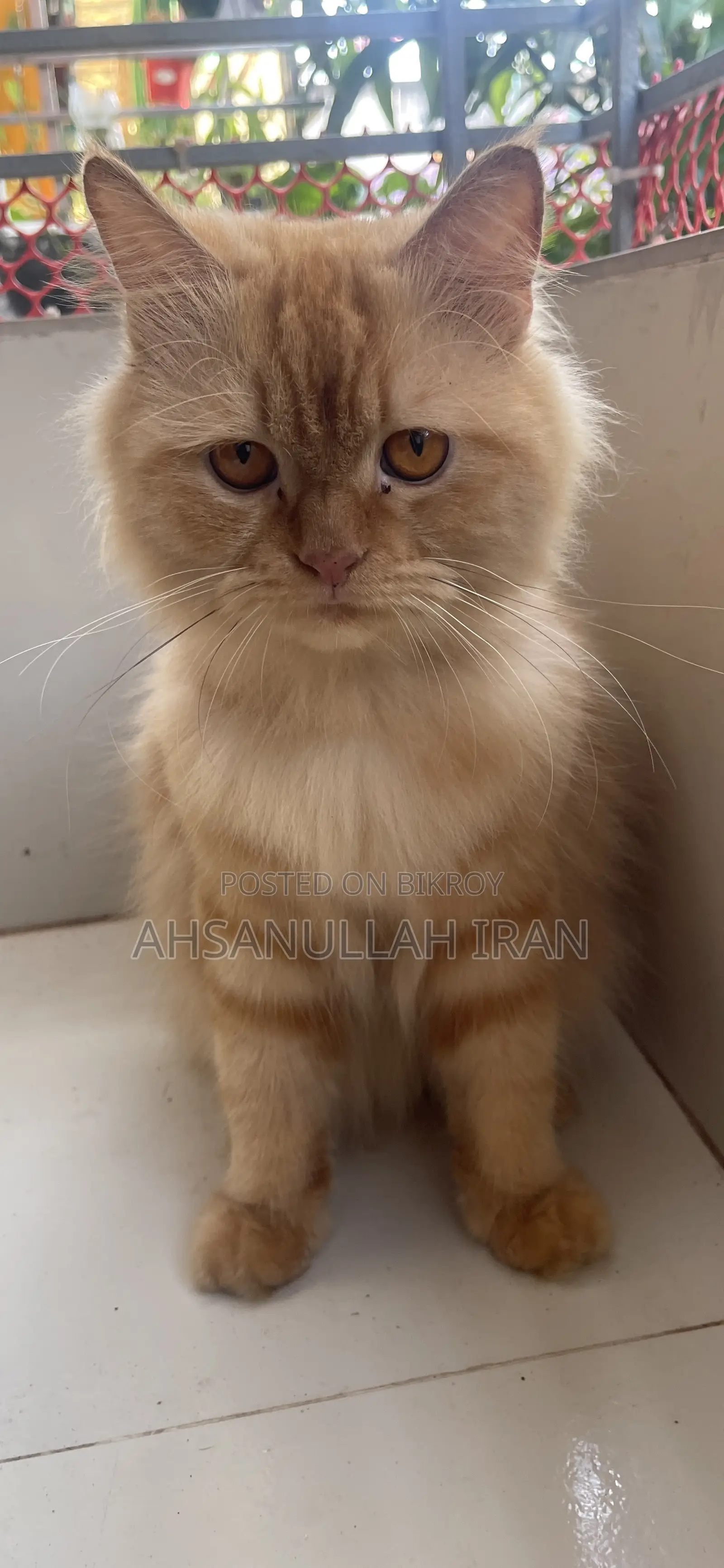 1+ year Male Purebred Persian