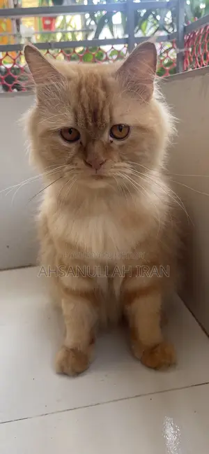 1+ year Male Purebred Persian
