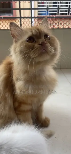 1+ year Male Purebred Persian