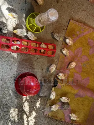 Giant Coturnix Quail