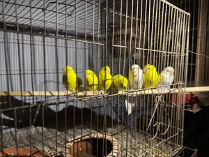 ল্যাটিনো বার্ড এবং অ্যালবিনো।
