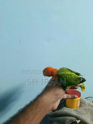 ট্যাঙ্গো (গ্রীন ইউয়িং অপালিন স্প্লিট বি১ বা বি২)