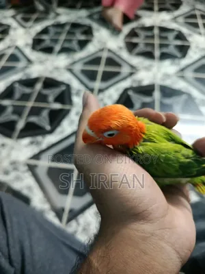 ট্যাঙ্গো (গ্রীন ইউয়িং অপালিন স্প্লিট বি১ বা বি২)