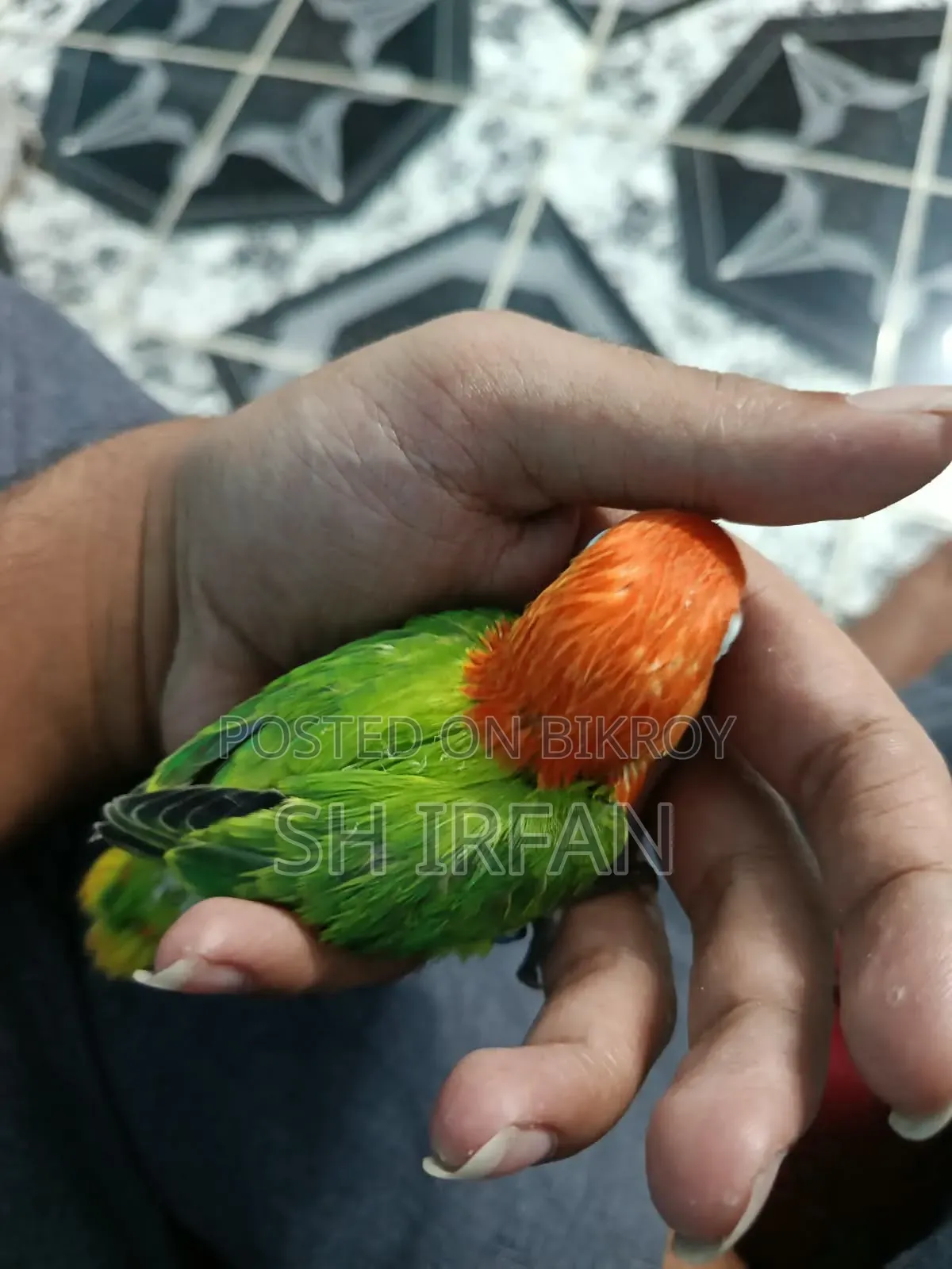 ট্যাঙ্গো (গ্রীন ইউয়িং অপালিন স্প্লিট বি১ বা বি২)