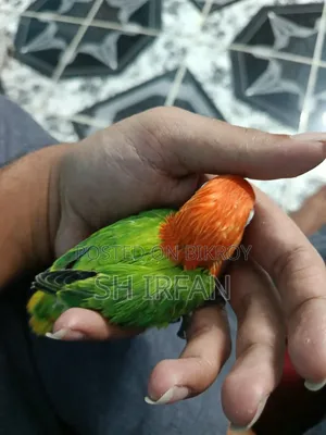 ট্যাঙ্গো (গ্রীন ইউয়িং অপালিন স্প্লিট বি১ বা বি২)