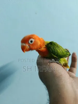 ট্যাঙ্গো (গ্রীন ইউয়িং অপালিন স্প্লিট বি১ বা বি২)