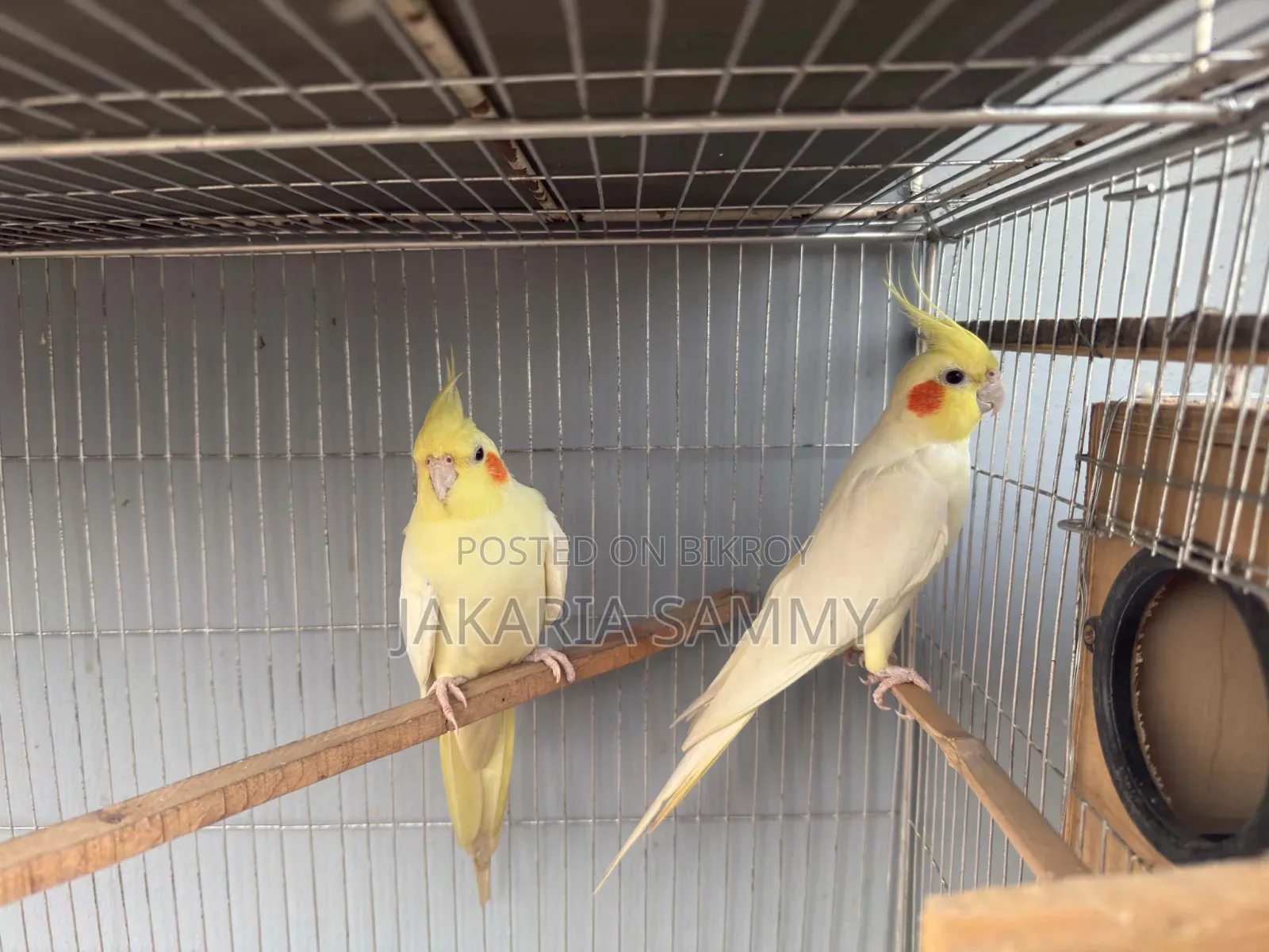 Cockatiel Bird