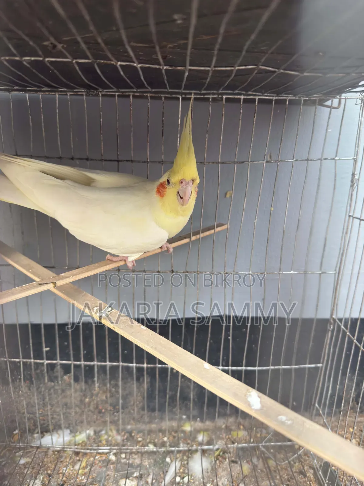 Cockatiel Bird
