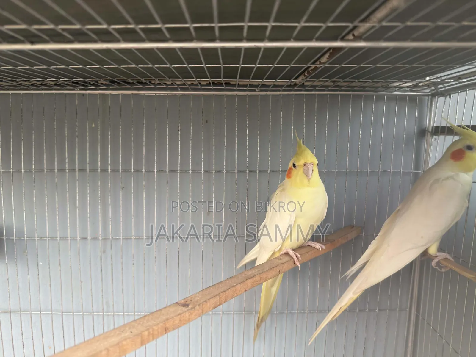 Cockatiel Bird
