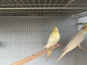 Cockatiel Bird