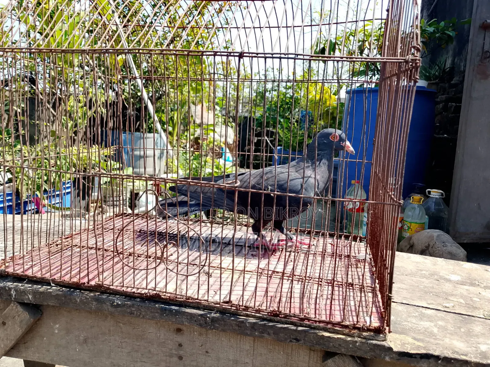A black Huma, female pigeon will be sold.