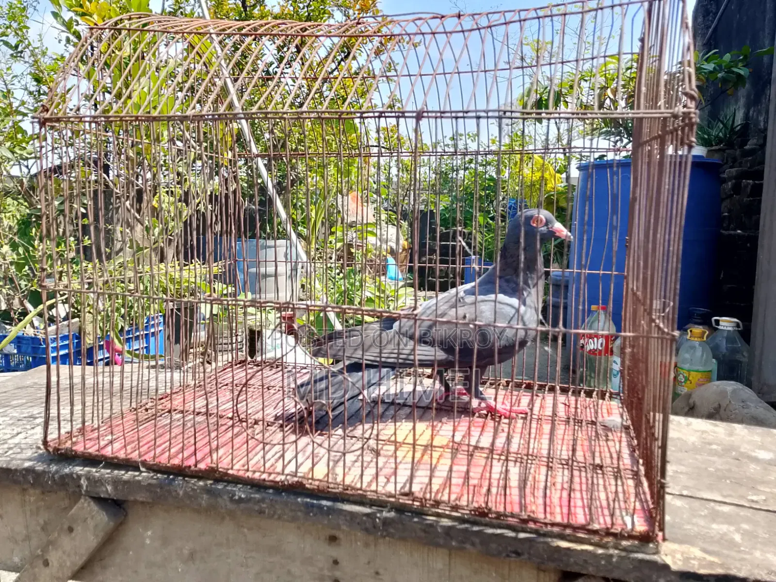A black Huma, female pigeon will be sold.
