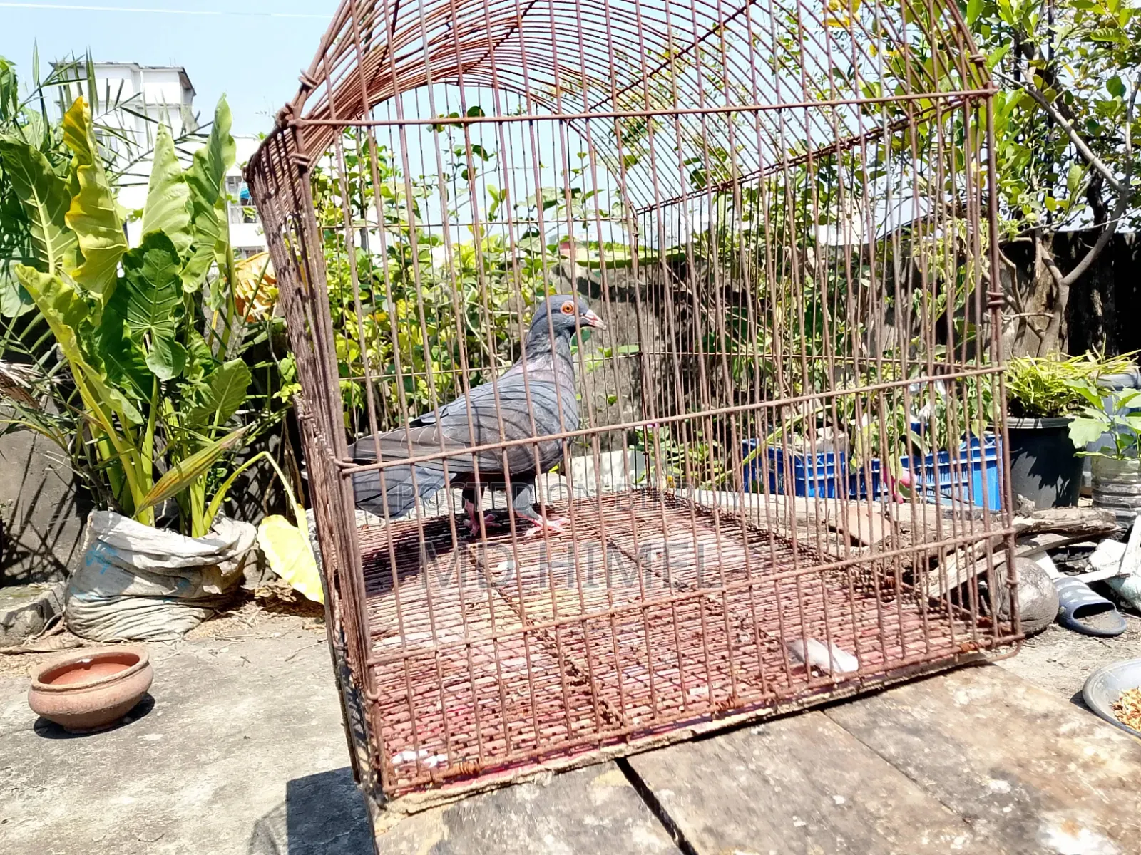 A black Huma, female pigeon will be sold.
