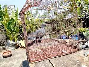A black Huma, female pigeon will be sold.