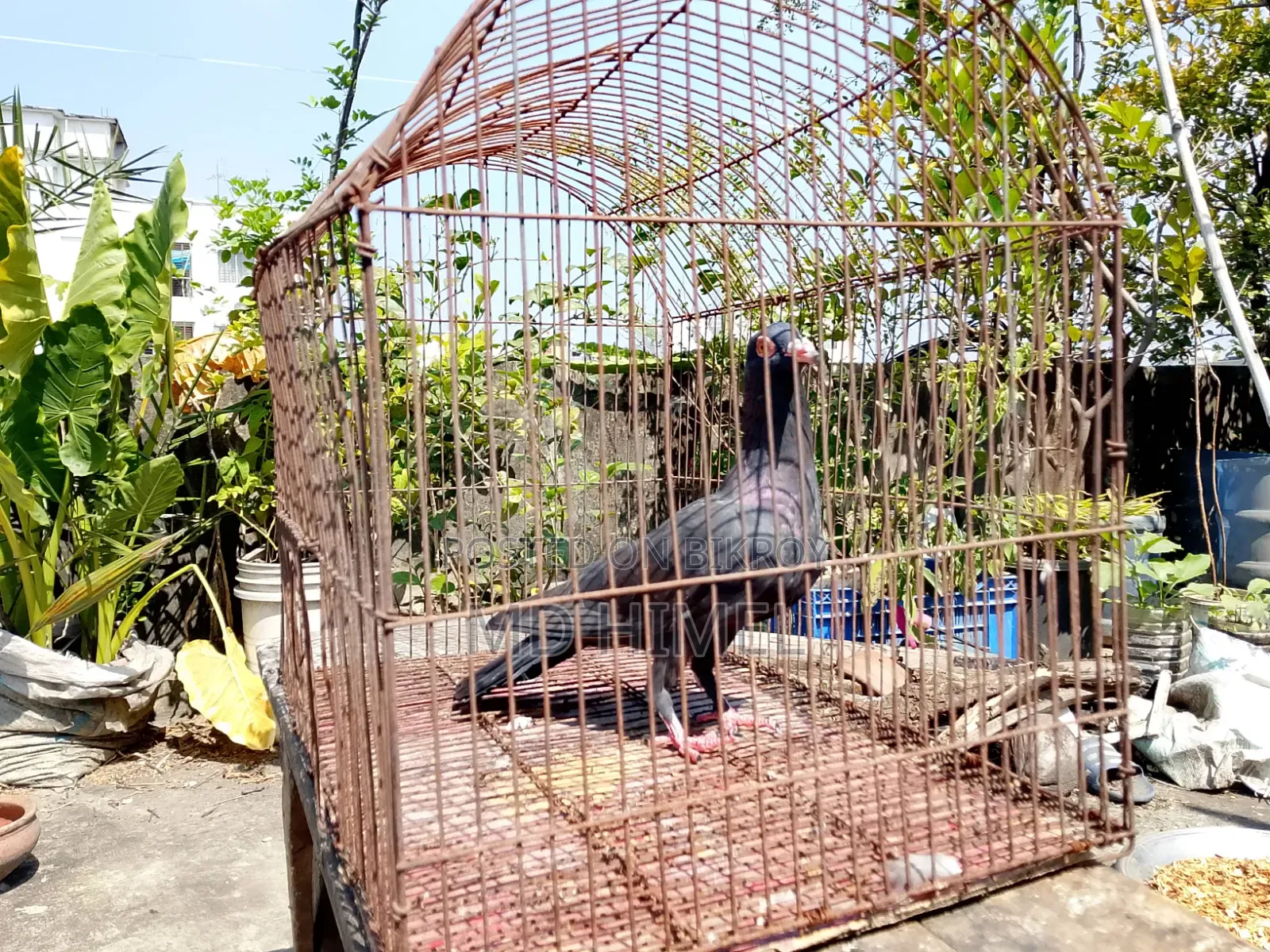 A black Huma, female pigeon will be sold.