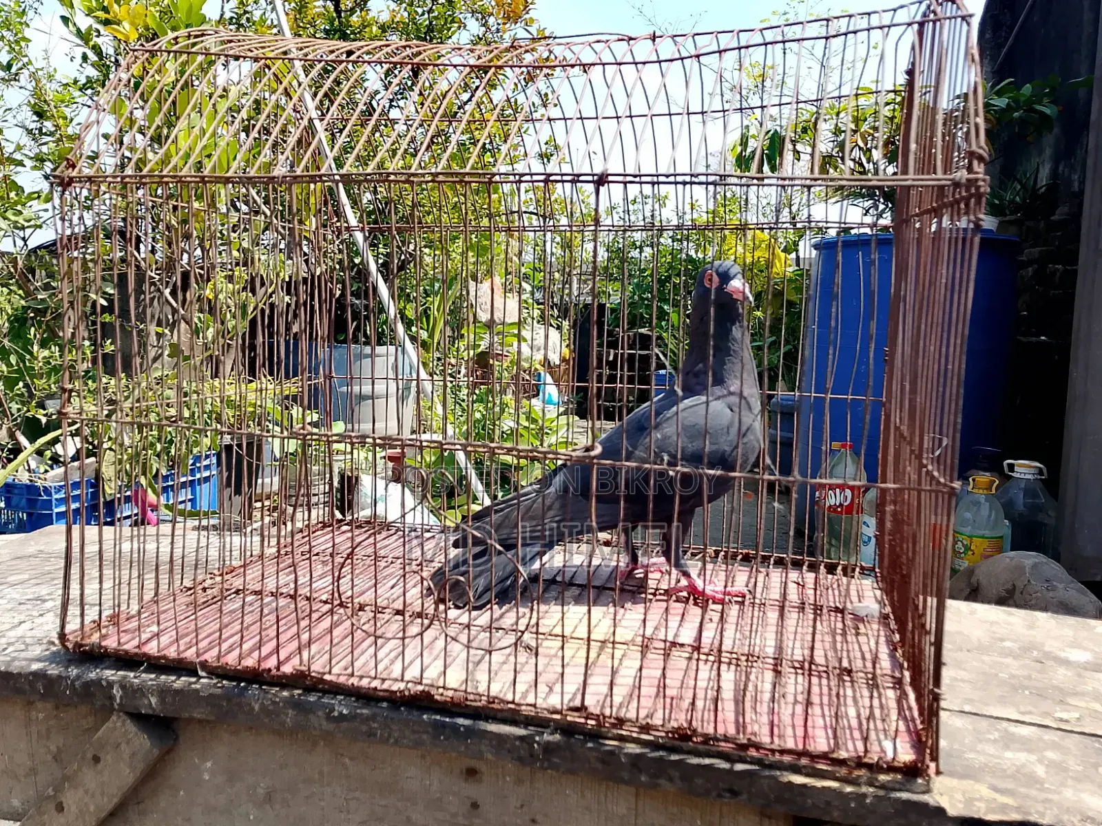 A black Huma, female pigeon will be sold.
