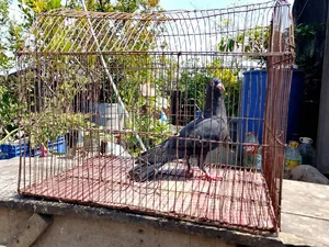 A black Huma, female pigeon will be sold.
