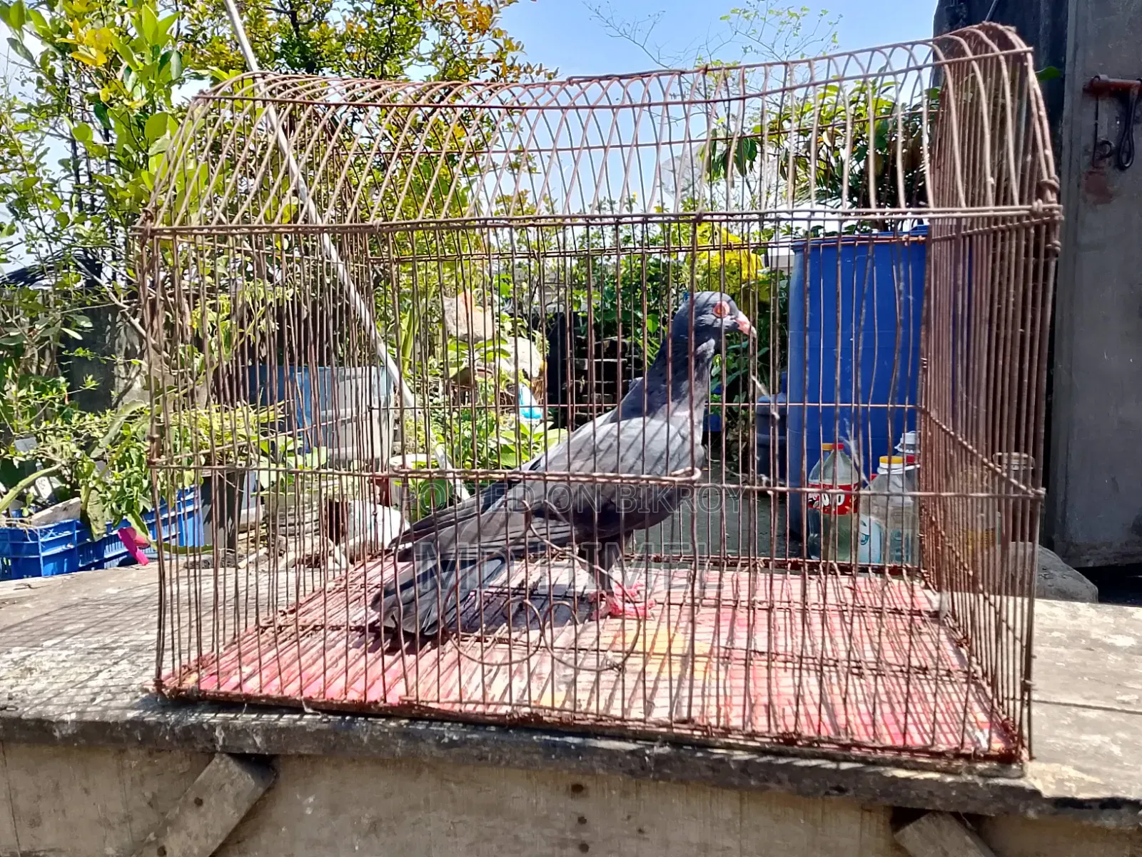 A black Huma, female pigeon will be sold.