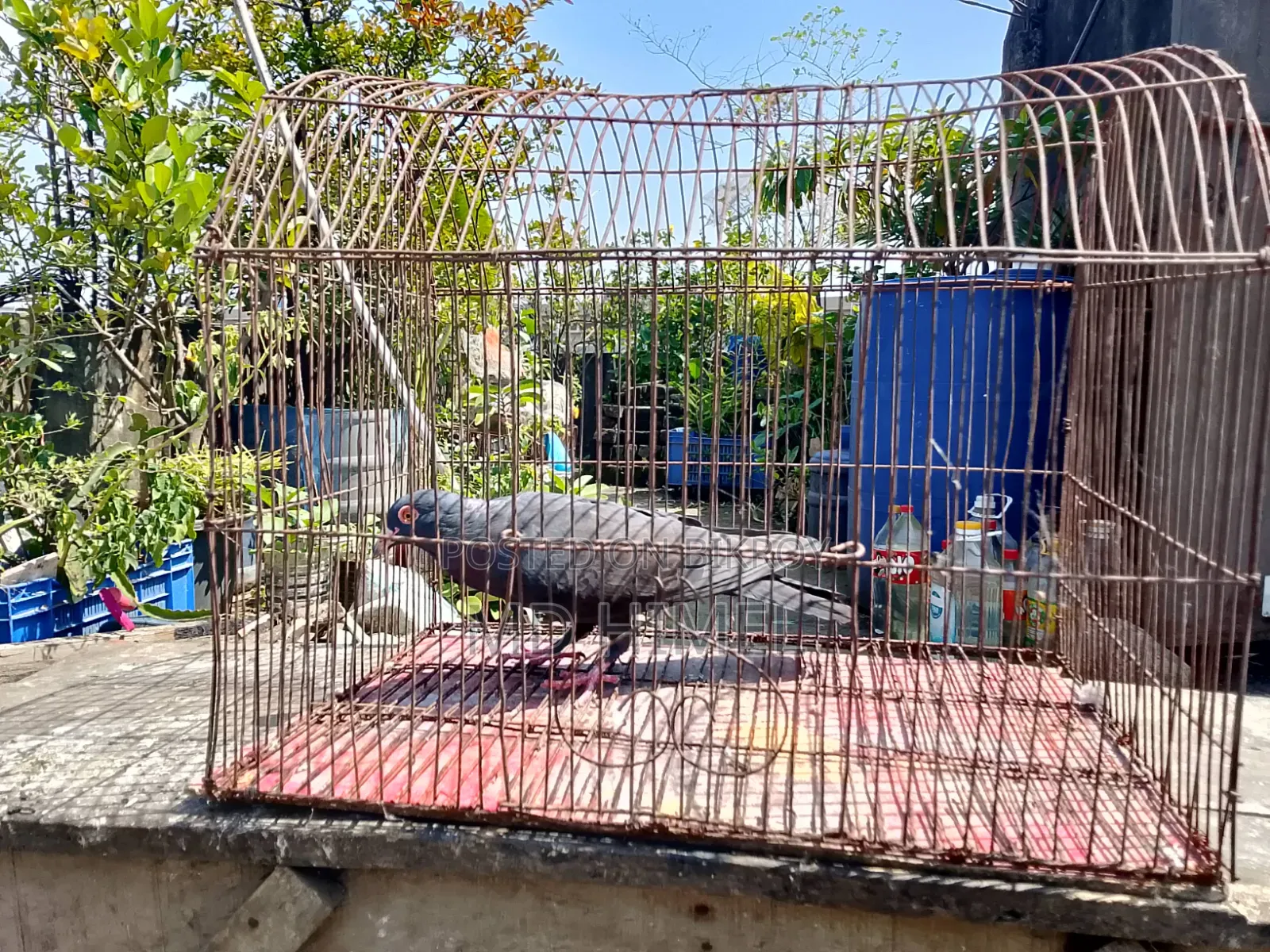 A black Huma, female pigeon will be sold.