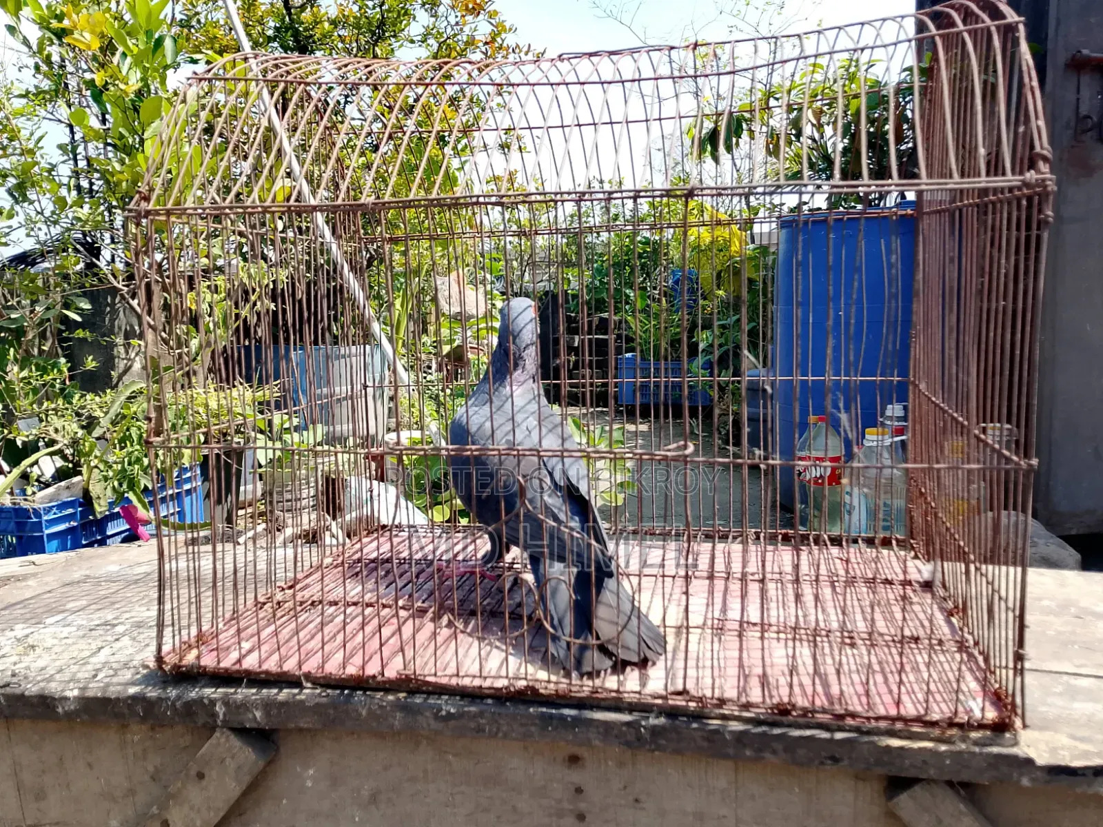 A black Huma, female pigeon will be sold.