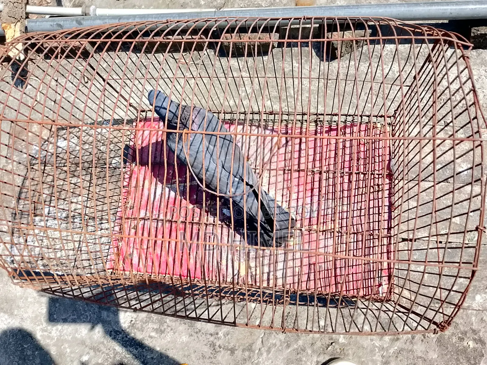 A black Huma, female pigeon will be sold.