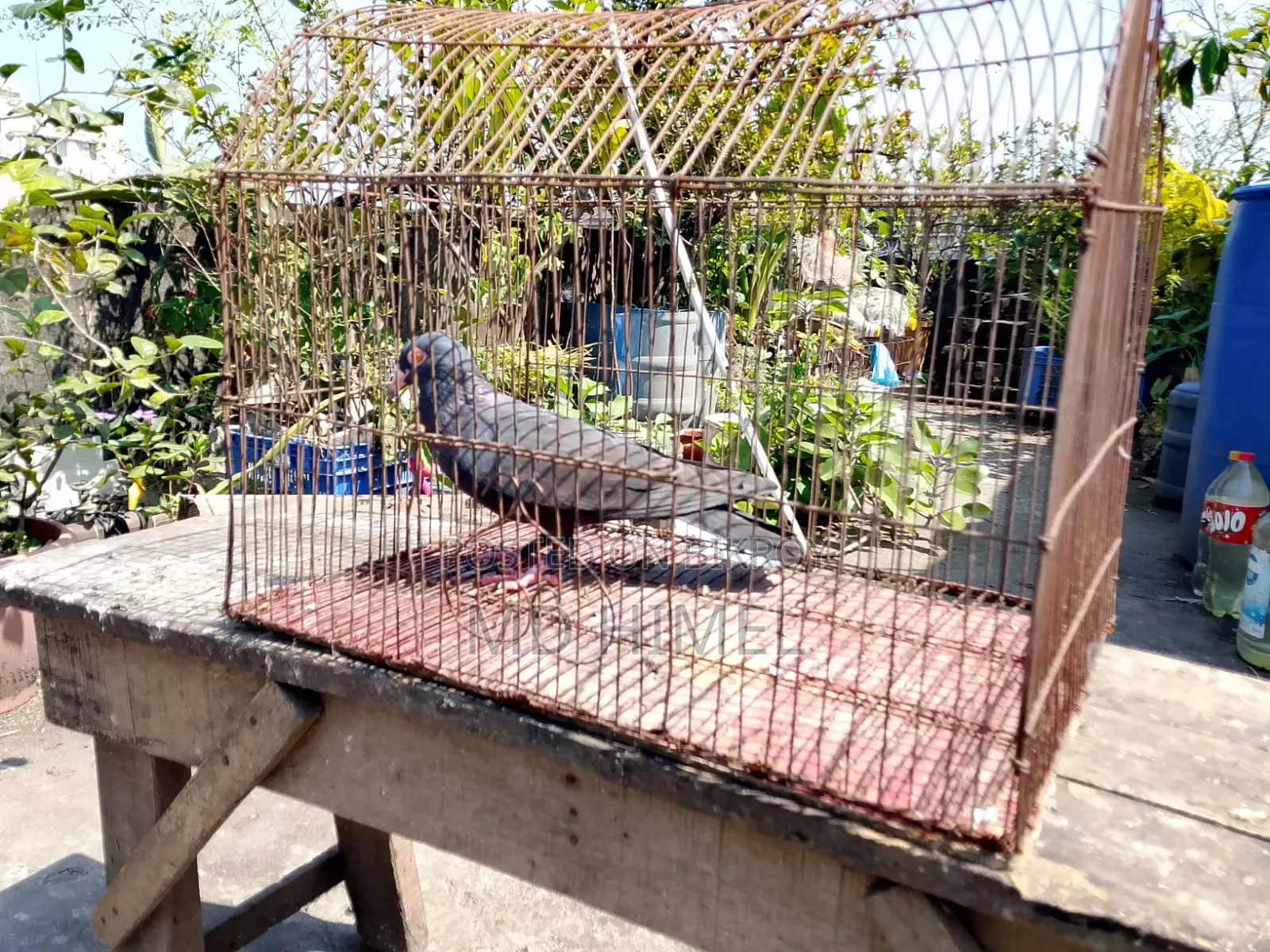 A black Huma, female pigeon will be sold.