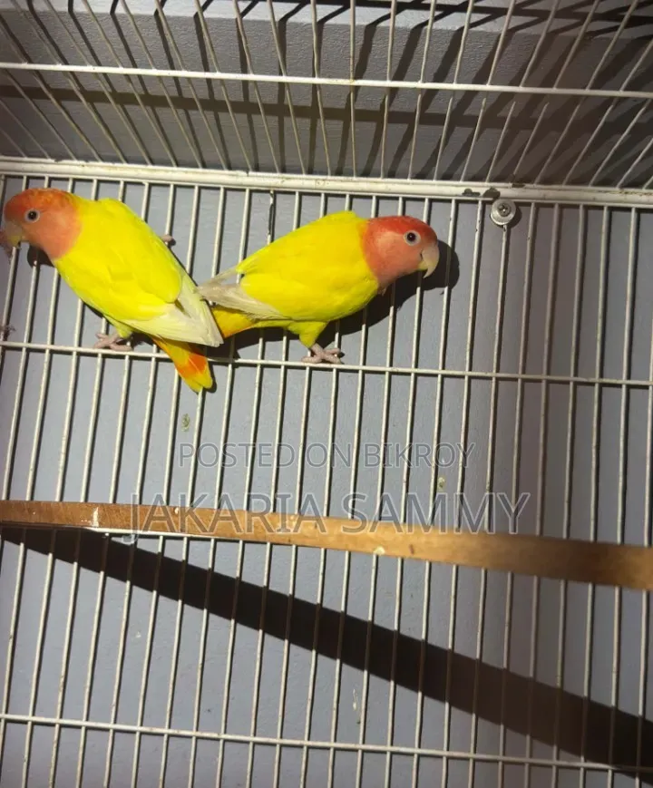 Love Bird.