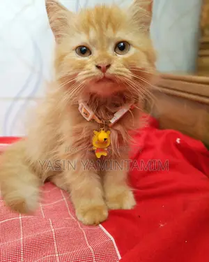 ১-৩ মাস বয়সী নর খাঁটি জাতের পার্সিয়ান