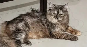 ১+ বছরের নারী খাঁটি পার্সিয়ান