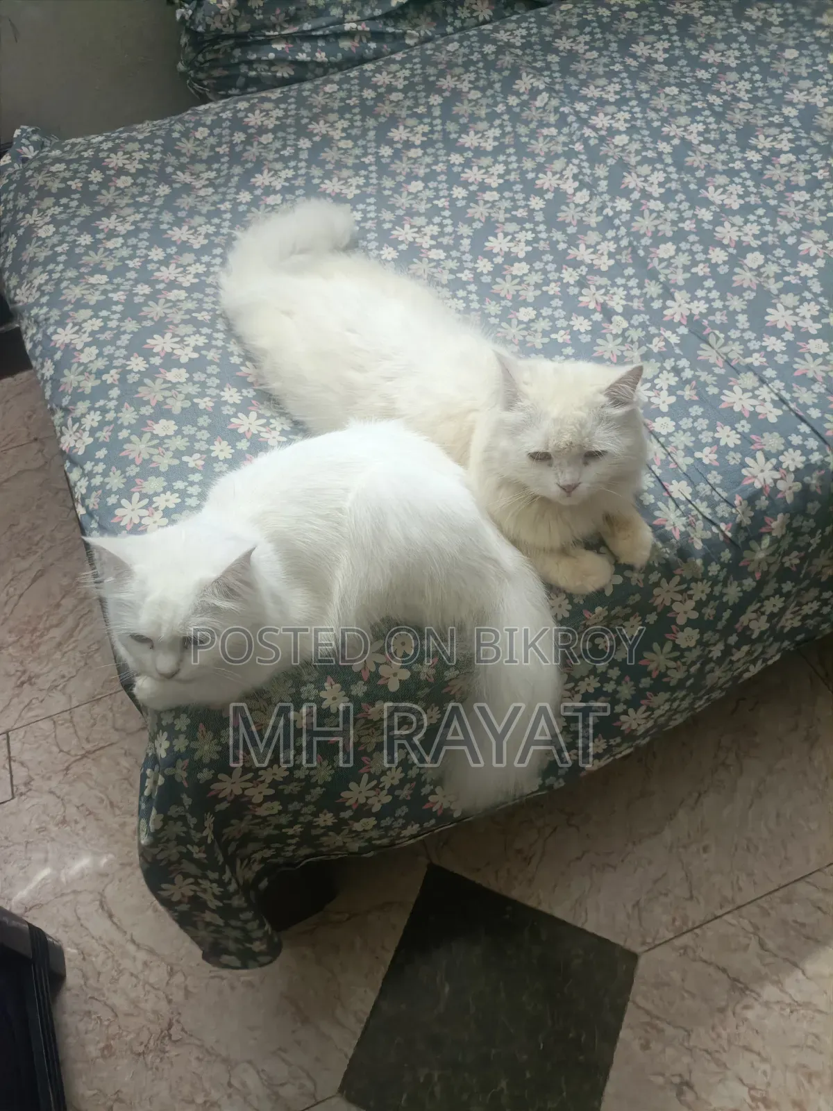 1+ year Male Purebred Persian