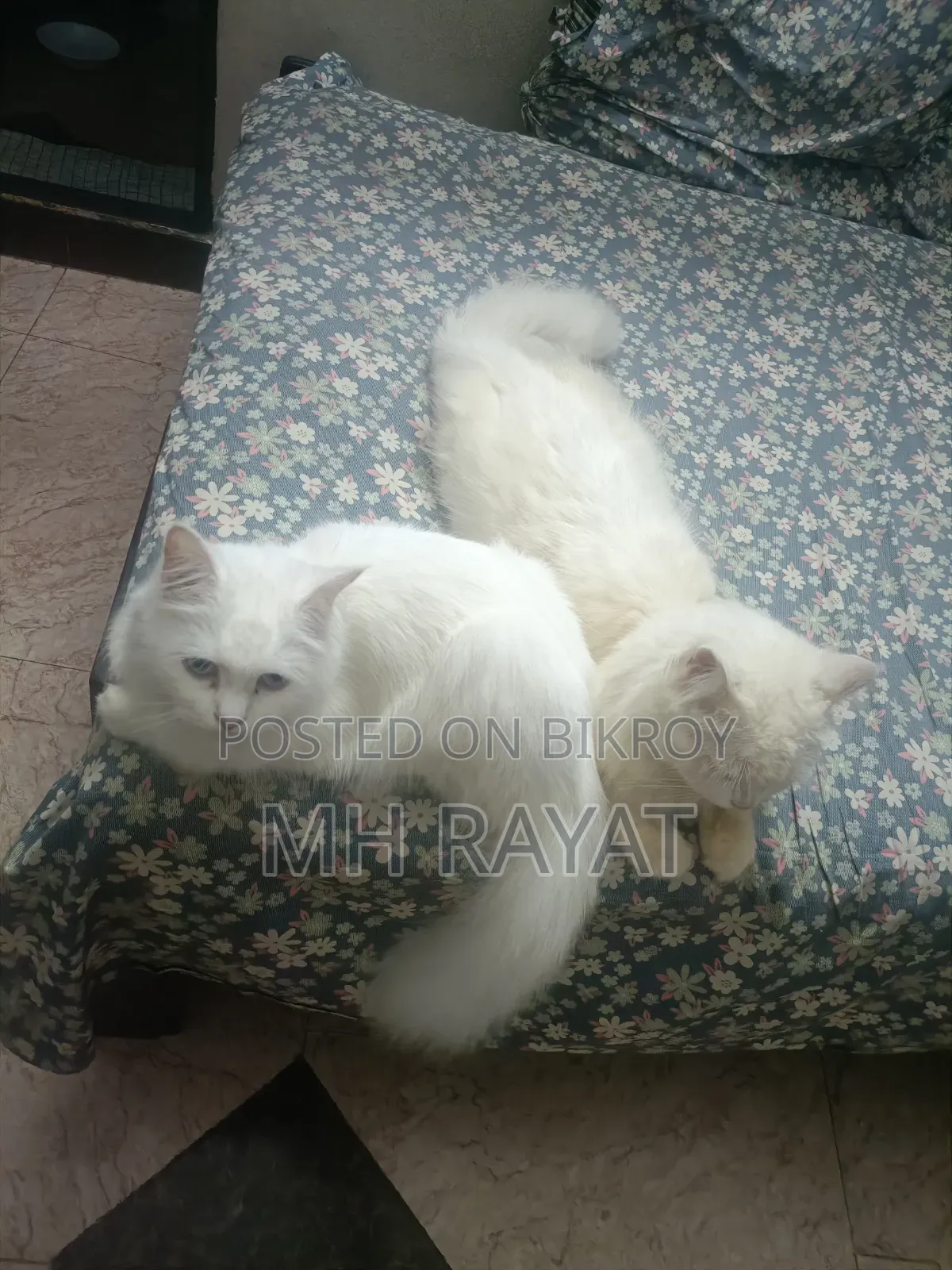 1+ year Male Purebred Persian