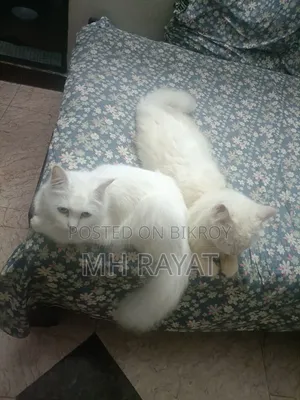 1+ year Male Purebred Persian