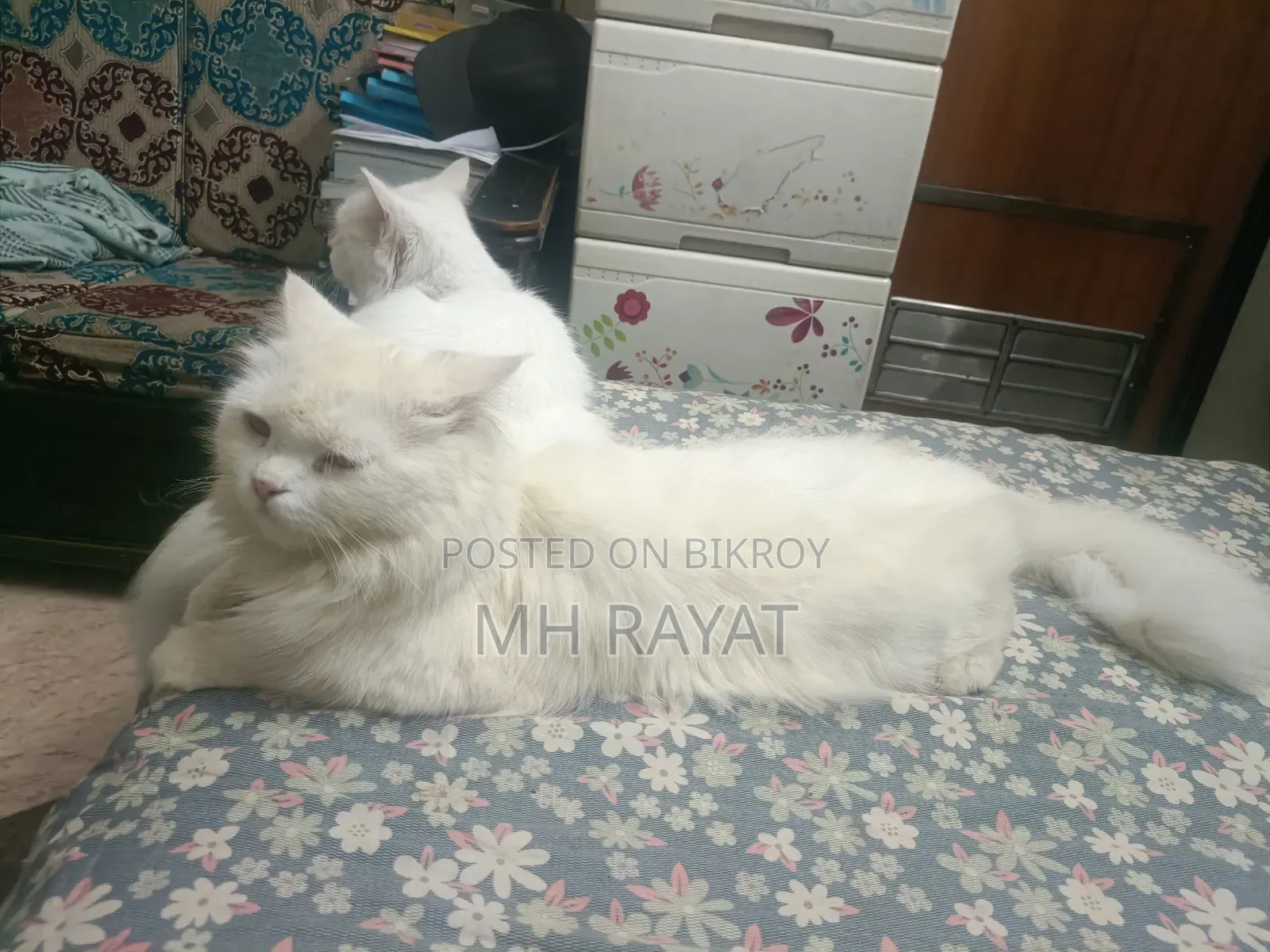 1+ year Male Purebred Persian