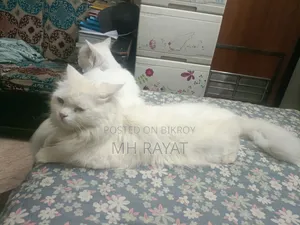 1+ year Male Purebred Persian